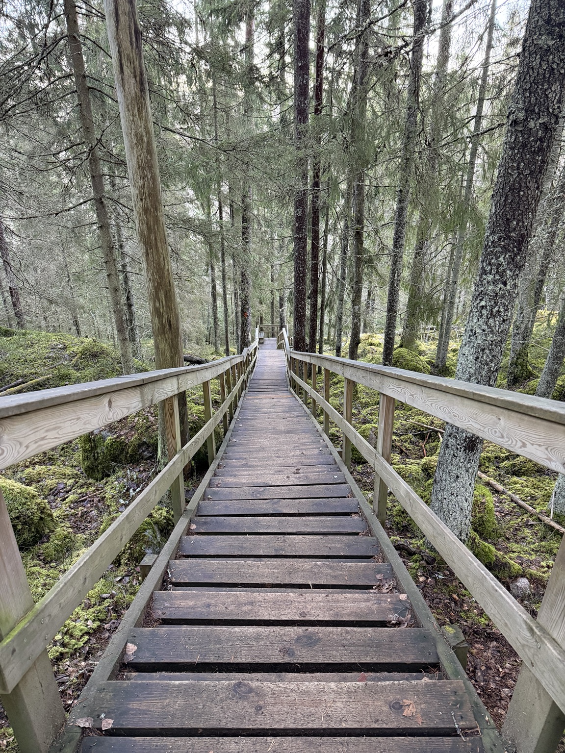 Finnischer Wald